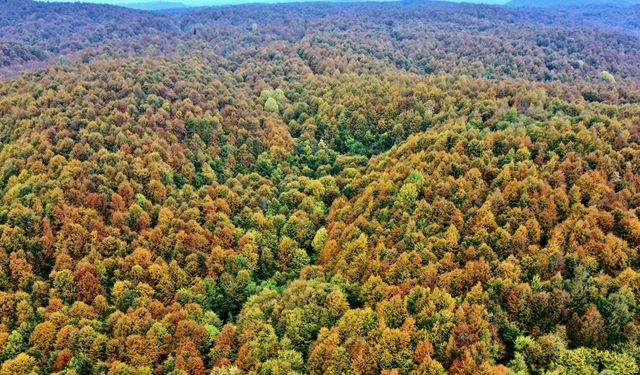 Anadolu Otoyolu'nun Bolu Dağı kesimi sonbahar renkleri arasında yolculuk imkanı sunuyor