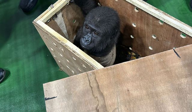 İstanbul Havalimanı'nda "goril yavrusu" yakalandı