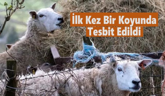 İngiltere'de bir koyunda ilk kuş gribi vakasına rastlandı
