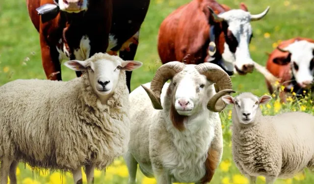 Malatya Büyükşehir'den kurban kesim kursu