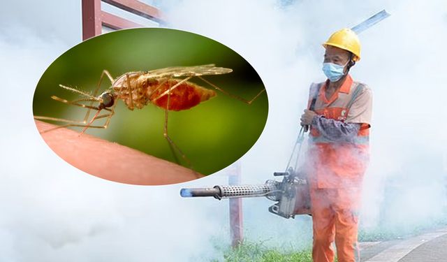 İngiltere'de 'chikungunya virüsü' vakaları iki kattan fazla arttı