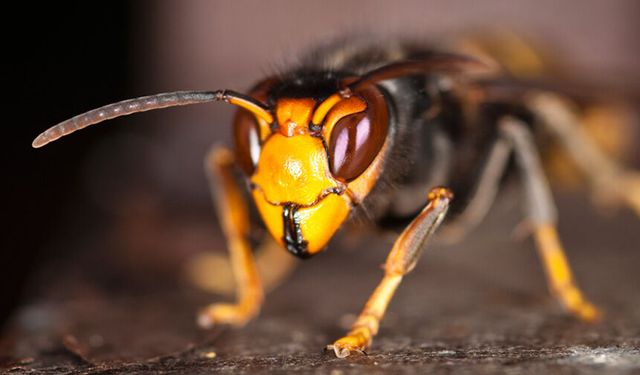 Ülke genelinde "biyogüvenlik alarmı" verildi