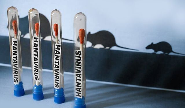 Hantaviras alarmı: Yeni yapılan araştırmanın sonucu korkunç!