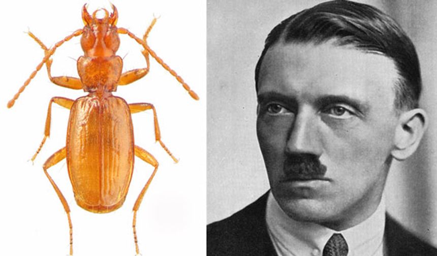 "Hitler böceği" bilim dünyasını karıştırdı