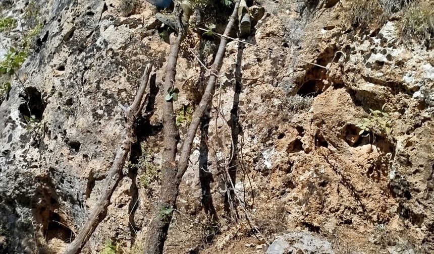 Hakkari'de arıcılar, iple sarkarak indikleri yamaçta kaya balı hasadı yaptı