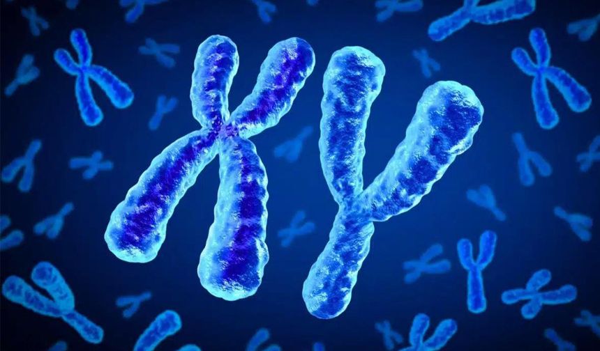 Japon Bilim İnsanlarından Şaşırtıcı Keşif:  Y-Kromozomu Yok Mu Oluyor?